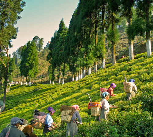 Enchanting Darjeeling Tour